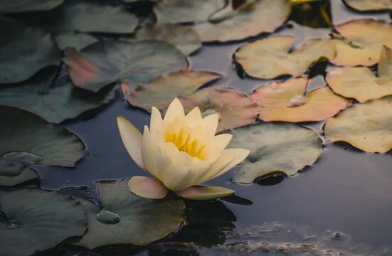 代买彩票 服务平台